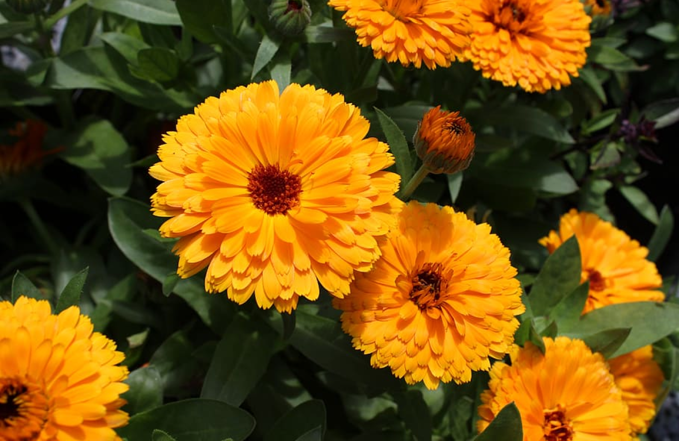 calendula flowers